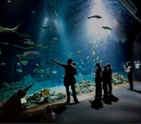 Suche Tropen Aquarium Jahreskarte Hagenbecks Tierpark Altona - Hamburg Bahrenfeld Vorschau