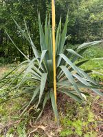 Palmlilien winterhart stammbildende Yucca Palme. Niedersachsen - Osterode am Harz Vorschau