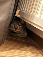 Getigerte Katze in 97791 Obersinn entlaufen - Belohnung! Bayern - Obersinn Vorschau