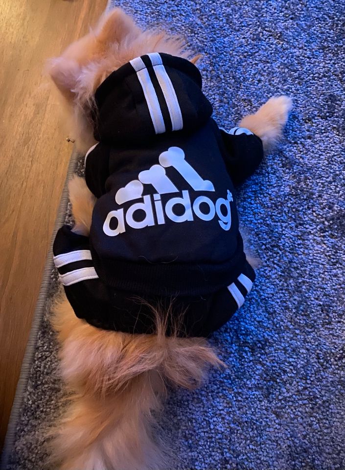 Adidog Hunde Tracksuit XS Jogginganzug Hundejacke in Wandsbek - Hamburg  Bramfeld | eBay Kleinanzeigen ist jetzt Kleinanzeigen