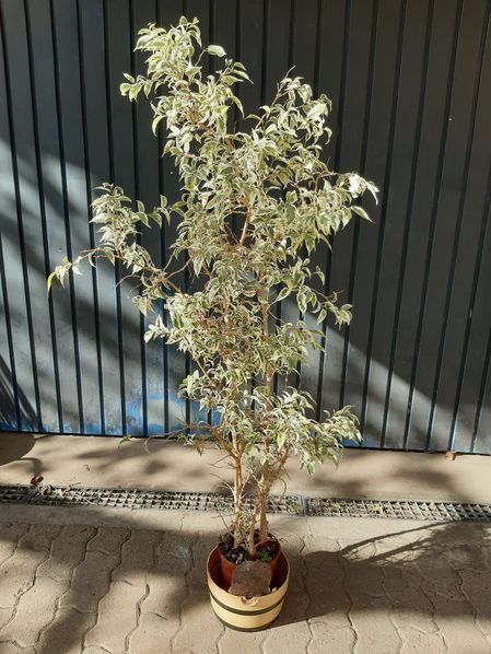 Ficus Benjamini Birkenfeige 140 cm hoch in Östringen