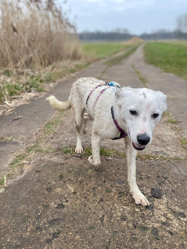 junger Mix Rüde aus dem Tierschutz (in Pflegestelle) in Teltow