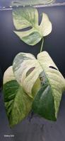 Monstera Jungle mint Rheinland-Pfalz - Bescheid bei Hermeskeil Vorschau