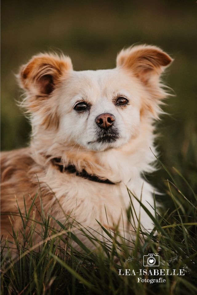 Individuelles Fotoshooting Fotografie Fotograf Familie Hund Pferd in Barntrup