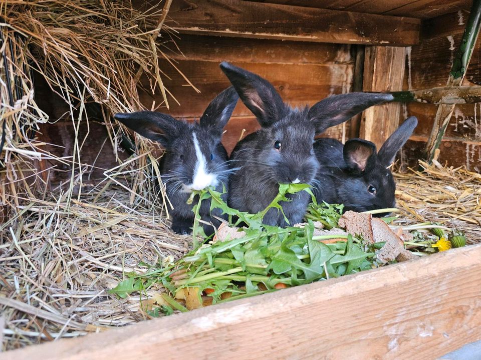 Hasenbabys ( alles Mädels) in Treben