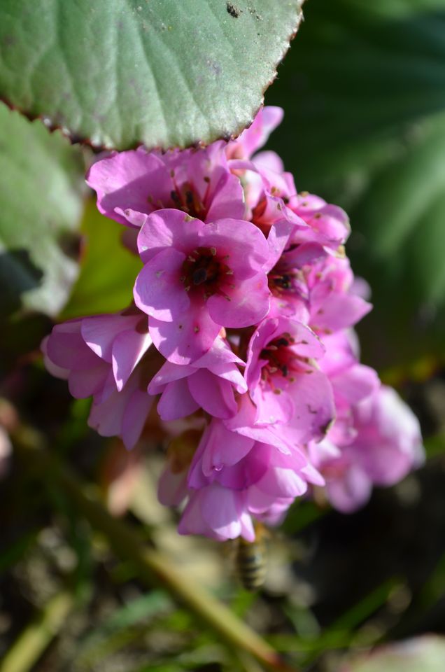Pflanze "Bergenie" mit pinkfarbenden Blüten im Frühjahr/Herbst in Güstrow