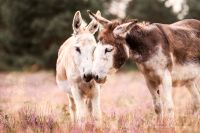 Pflegebeteiligung für zwei Zwerg Esel Niedersachsen - Unterlüß Vorschau