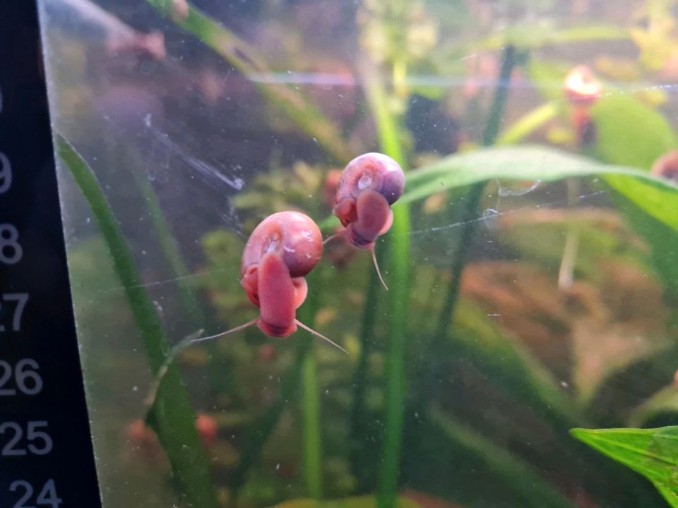 Guppies, Antennenwelse, Posthornschnecken suchen neues Zuhause in Freystadt