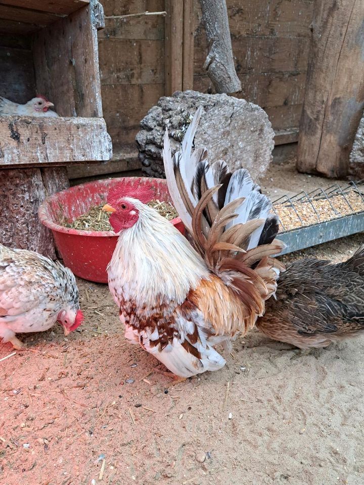 ( Keine ) Bruteier Reinrassige ayam serama in Sögel