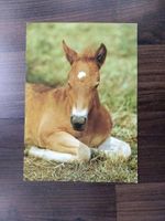 alte Postkarte DDR Pferd Fohlen ECHT FOTO Ansichtskarte Berlin - Köpenick Vorschau