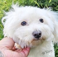 Kleiner Hund Whitey ❤️ liebt  Kinder, Hunde & Katzen ! Niedersachsen - Berne Vorschau