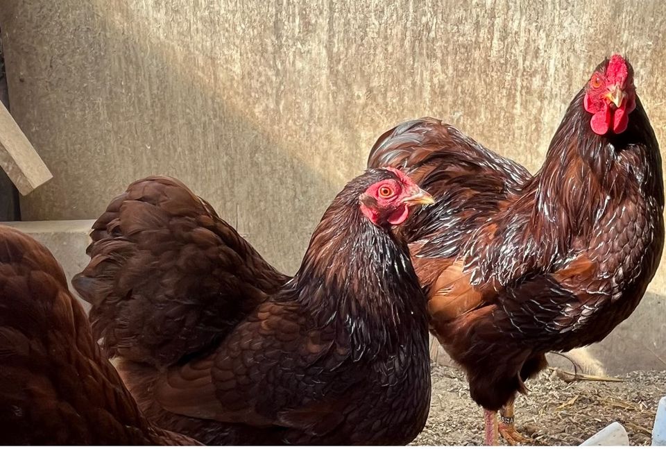 Bruteier Zwerg-Hühner, rote Zwerg-Wyandotten, abholbereit ❗️ in Mustin bei Ratzeburg