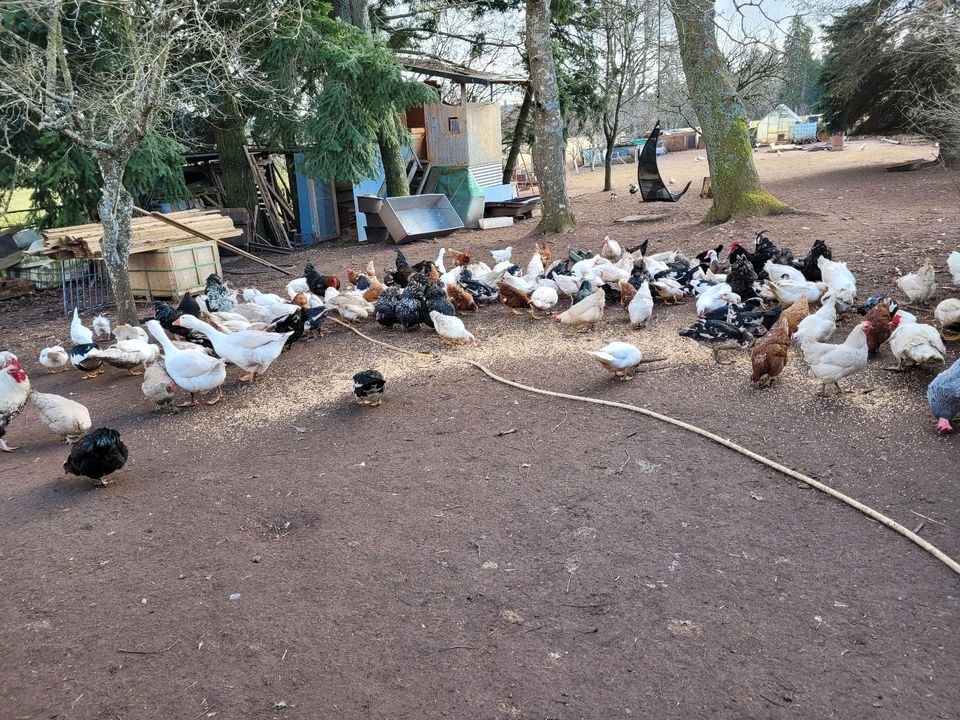 Suche Metger für meine Hühnern und Enten in Kreis fds in Pfalzgrafenweiler