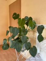 Monstera deliciosa | 7x im Topf | Zimmerpflanzen Niedersachsen - Wittmund Vorschau