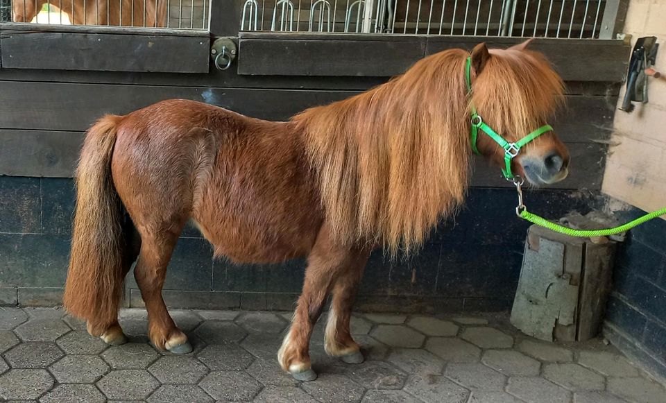 Shetty Stute zu verkaufen in Bad Bevensen