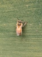 SUCHE Streuobstwiese / Gartengrundstück für Bienenhaltung Hessen - Pohlheim Vorschau