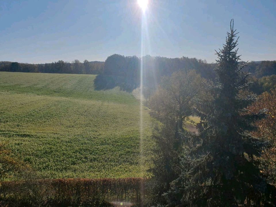 Heckenpflege - Rasenschnitt - Obstbaumschnitt zert. Baumkontrolle in Wittgensdorf