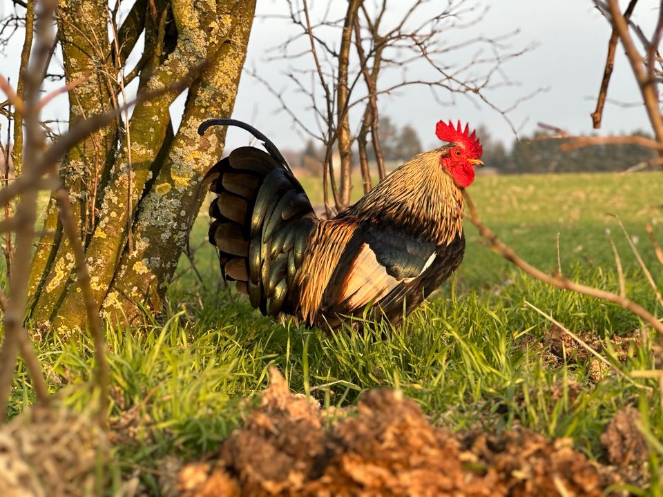 Kleine Mengen Bruteier Steinpiperl/Österreichische Zwerghühner in Altlandsberg