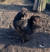 Zwergseidenhahn Seidenhahn schwarz Thüringen - St Gangloff Vorschau