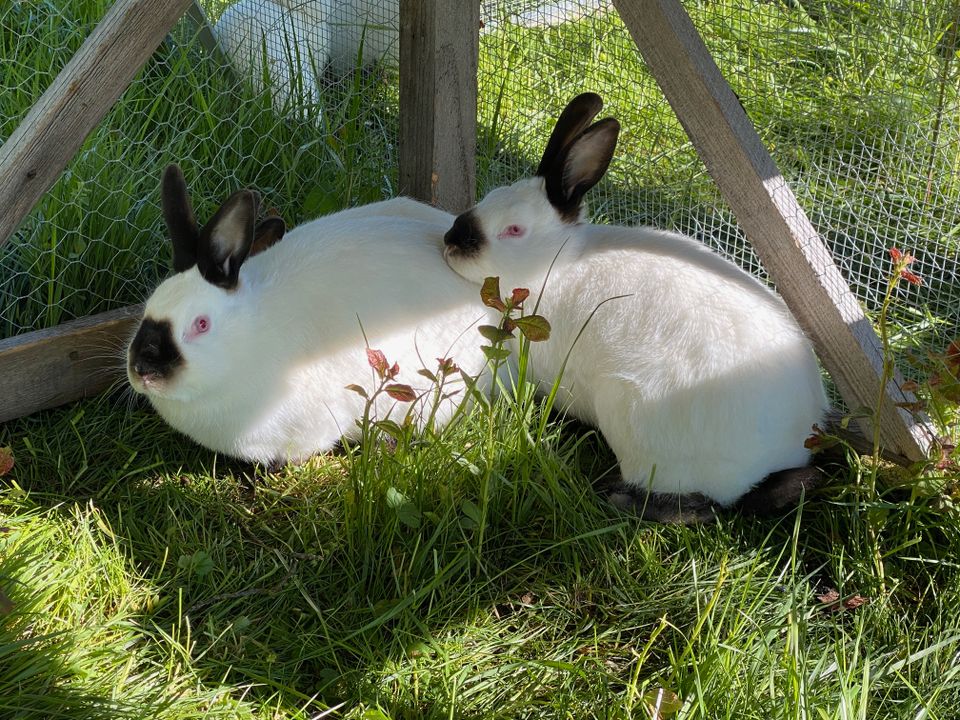 Californier Kaninchen in Creglingen