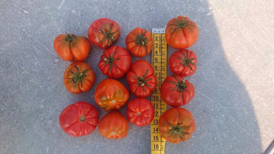 Bio Tomaten Jungpflanzen Raritäten in Konstanz