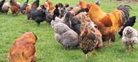 Legereife Hühner, Brahmas, auch Hähner zu verkaufen Thüringen - Nessetal Vorschau