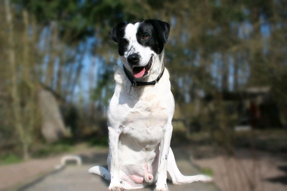 Dreibeinchen  Tobi in Salzwedel