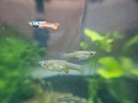 Endlerguppy "Pink Tiger" Nordrhein-Westfalen - Wülfrath Vorschau