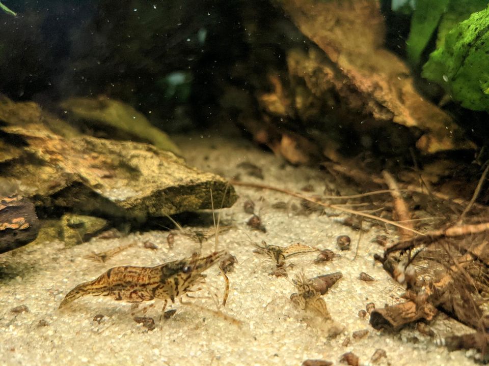 Macrobrachium Peguense Peguensis, Rotscheren / Großarm Garnele in Schwäbisch Hall