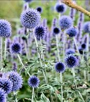 Kugeldistel- Echinops - Bienenweide Baden-Württemberg - Leinzell Vorschau