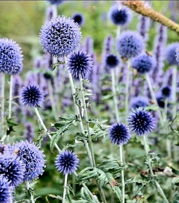 Kugeldistel- Echinops - Bienenweide in Leinzell