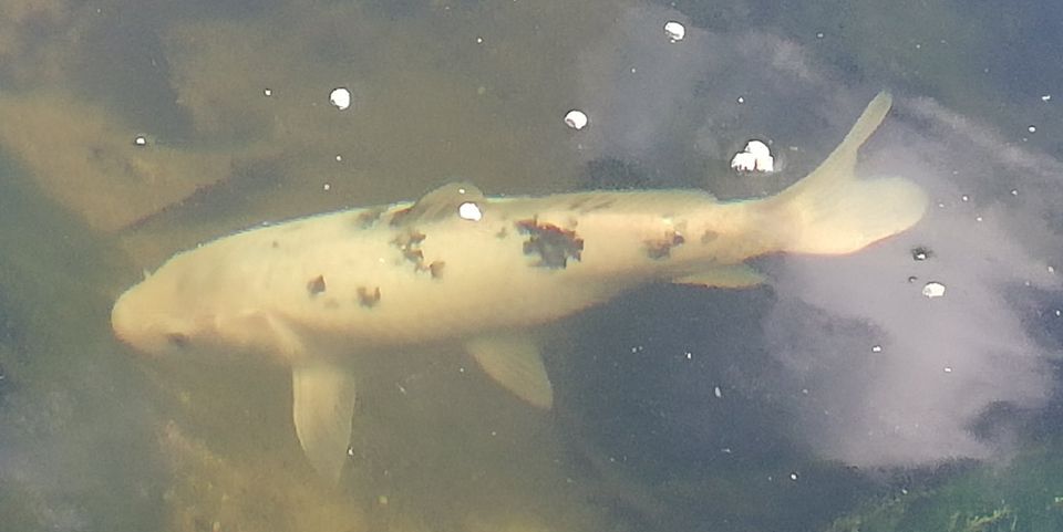 Koi zu verkaufen 42 cm groß , 3 Jahre alt ,Teich in Templin