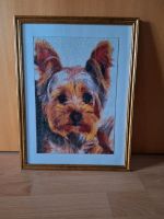 Bild Yorkshire Terrier Sachsen - Coswig Vorschau