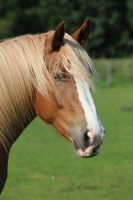 Noriker Stute Kaltblut Schleswig-Holstein - Medelby Vorschau