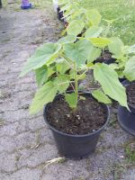 Pawlownia Tomentosa Blauglockenbaum Kiribaum CO2 Baum Parchim - Landkreis - Crivitz Vorschau