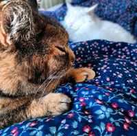 Zwei Katzen Dithmarschen - Wesselburen Vorschau