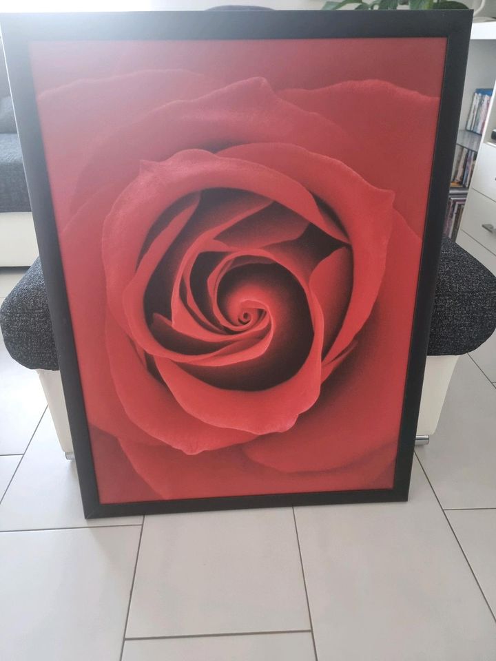 Wandbild Rose in Magdeburg