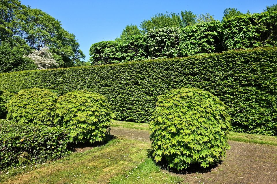 Hecke schneiden , Heckenschntt , Strauchschnitt, Baumfällung in Dormagen