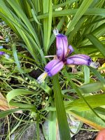 Iris, kleine Sorte Bayern - Engelsberg Vorschau