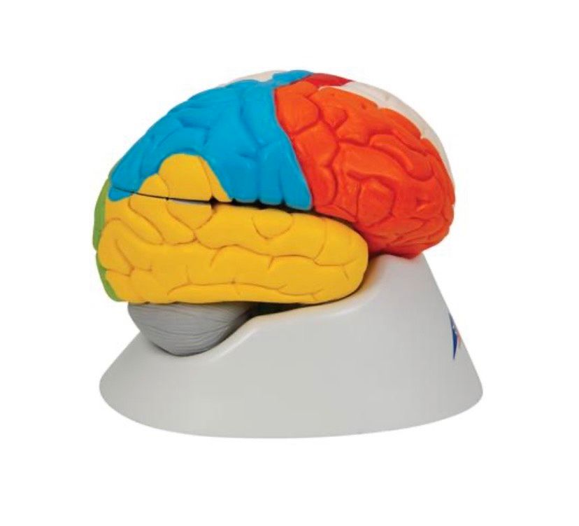 3b scientific Gehirnmodell in Berlin