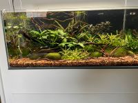 Aquarium Set komplett Weissglas, Aquascape, Chihiros, 60x30x25 Nordrhein-Westfalen - Burbach Vorschau