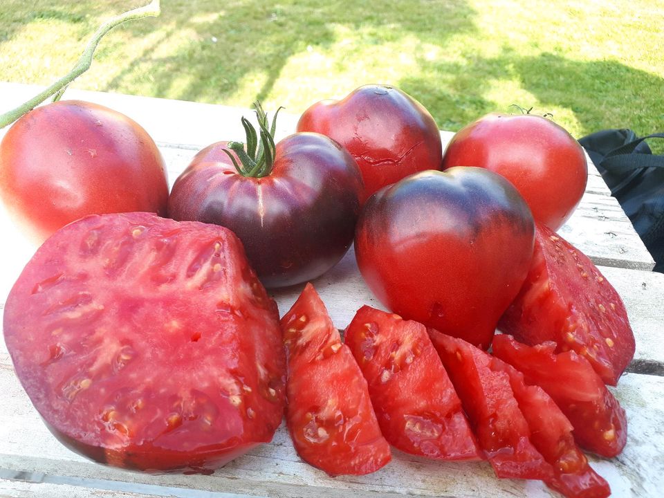 Sergeant Pepper's, Tomatensamen, samenfestes Saatgut in Oldenburg