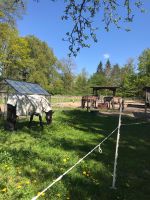 Offenstall für Wallach frei Brandenburg - Nuthetal Vorschau