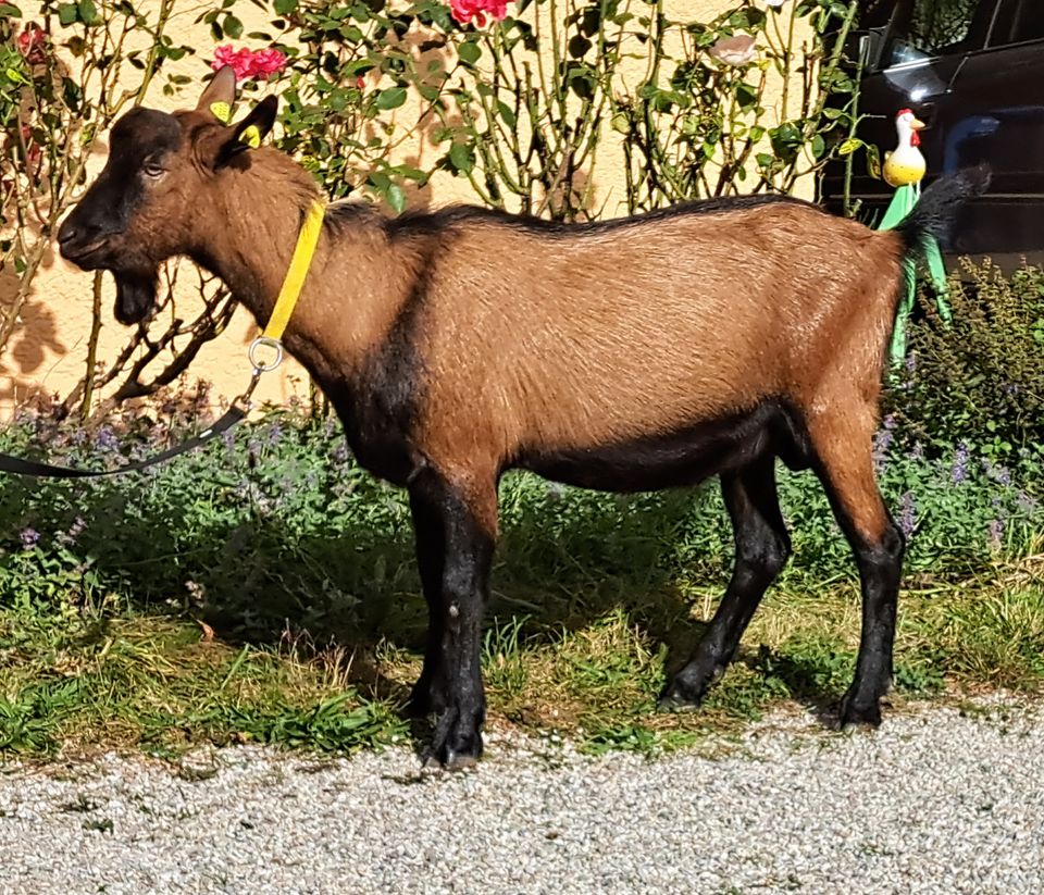 Milchziegen, BDE-Ziegenkitze, m + w, zur Herdbuchzucht in Eggenfelden