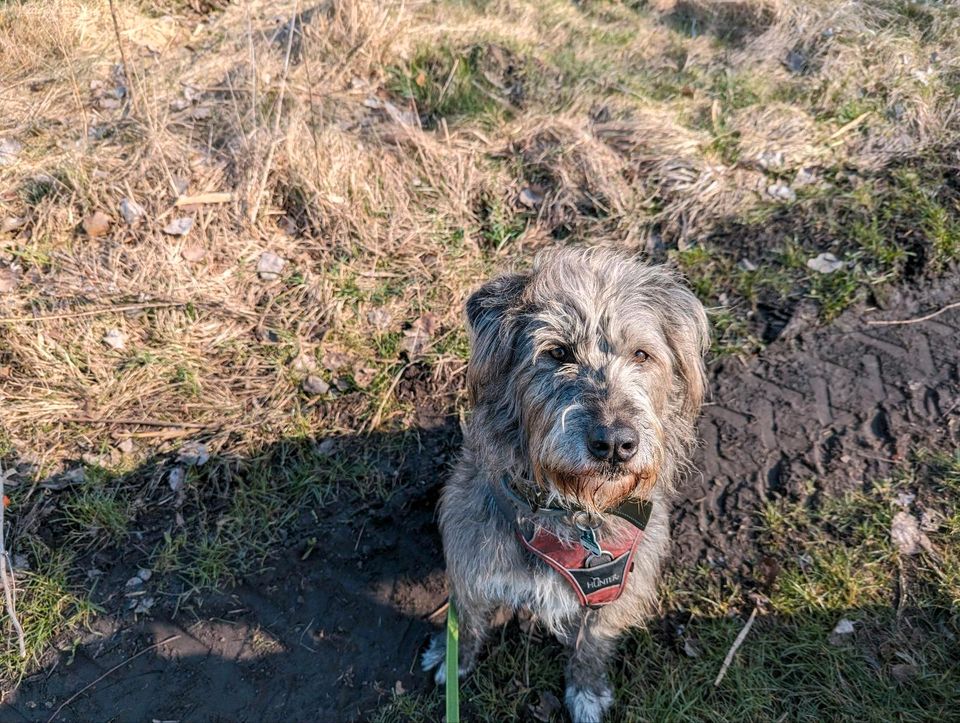 Hundetraining - Einzeltraining in Berlin