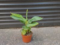 Kleine Bananen Pflanze 26 cm hoch Bayern - Bad Aibling Vorschau