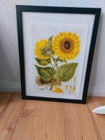 Poster Bild Druck Sonnenblume, Aufbau Sonnenblume Bayern - Neumarkt i.d.OPf. Vorschau