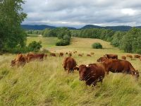 suche ein Stückchen Wiese Weide Wald Land mit Zugang zur Ems Geeste - Dalum Vorschau