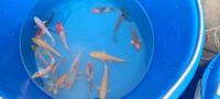 ♥♥♥♥♥Kois ab 15-20cm schöne Farben ,Winterfest robust. Koi ab 25€ Berlin - Reinickendorf Vorschau