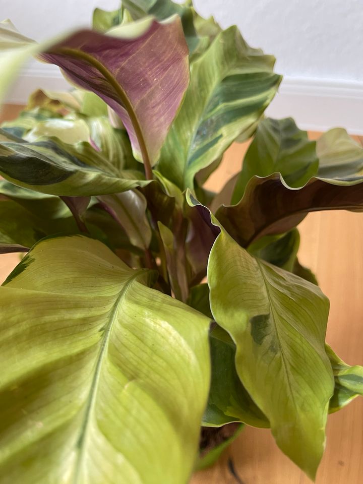 Calathea Fusion Yellow in Oberhausen